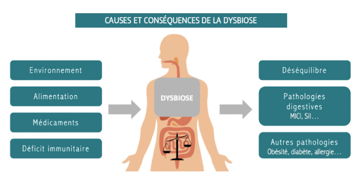 Causes et conséquences de la Dysbiose